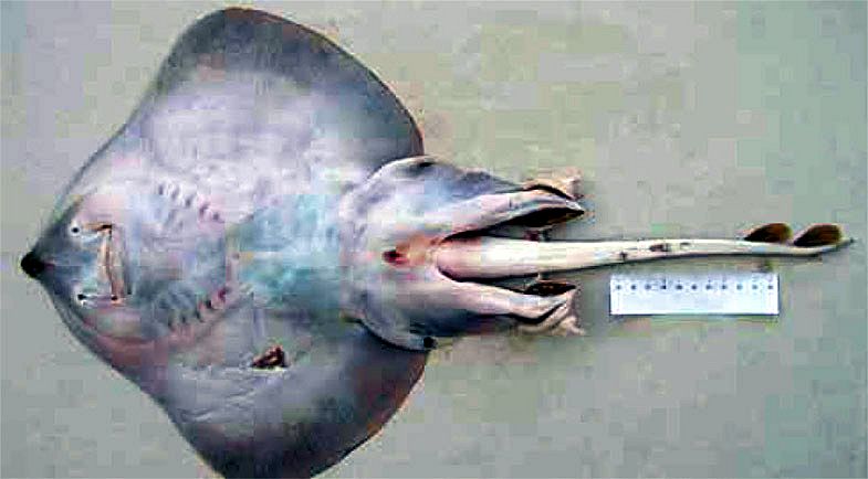 Leucoraja naevus_002.jpg